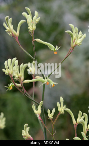 Kangaroo Paws, Evergreen Anigozanthos flavidus, Haemodoraceae, Australie occidentale Banque D'Images