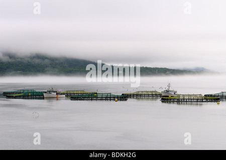 L'élevage du saumon de digby pens et bateaux dans le brouillard à Annapolis Basin St Marys Bay Baie de Fundy en Nouvelle-Écosse, Canada Banque D'Images