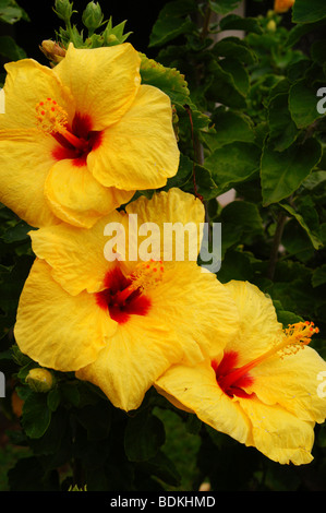 Pua aloalo, Hibiscus brackenridgei jaune, hibiscus, l'état de Hawaï fleurs Banque D'Images