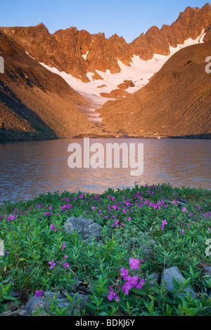 Fleurs sauvages dans la région de Marathon Mt bol, Seward, Alaska. Banque D'Images