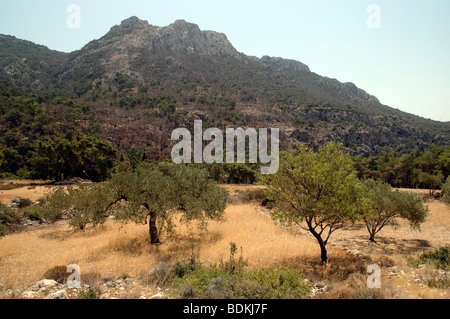 Arbres et verdure sur les pentes du mont Gitsila, près de la ville de Lefkos sur l'île grecque de Karpathos, îles Dodécanèse, Grèce. Banque D'Images