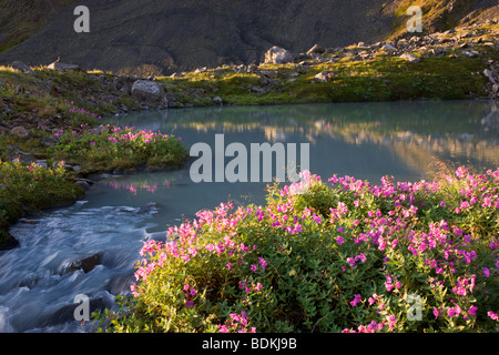 Fleurs sauvages dans la région de Marathon Mt bol, Seward, Alaska. Banque D'Images