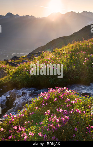 Fleurs sauvages dans la région de Marathon Mt bol, Seward, Alaska. Banque D'Images