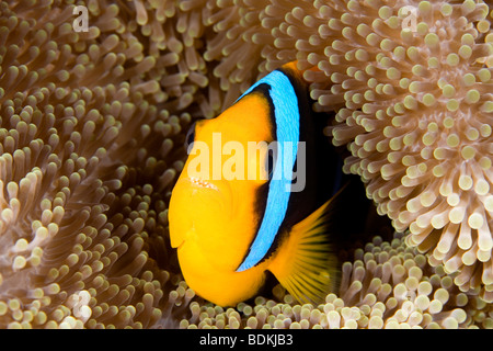 Fin Orange poissons clowns, Amphiprion chrysopterus, abritant entre les tentacules de l'anémone sa. Ce poisson a la gueule ouverte, affichant les dents Banque D'Images