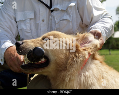 Vigueur Fetch est enseigné à l'un 9 mois Golden Retriever. Banque D'Images