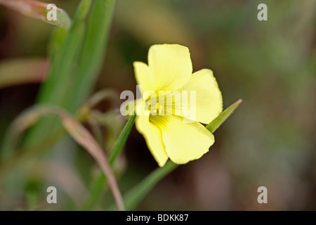 Fleur d'oseille commun jaune Oxalis pes-caprae. Banque D'Images
