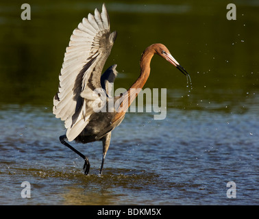 La pêche dans l'Aigrette rougeâtre Estero Bay Lagoon, en Floride, aux États-Unis. Banque D'Images