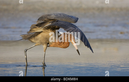 La pêche dans l'Aigrette rougeâtre lagon à Estero Bay, en Floride. Banque D'Images