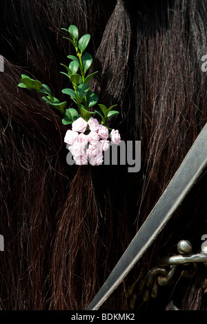 Süddeutsches Kaltblut, cheval de l'Allemagne du Sud avec décoration de fleurs en cuir et de rein, Bartholomä, Allemagne du Sud Banque D'Images