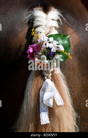 Schwarzwälder Fuchs, Forêt Noire, queue de cheval avec des fleurs pour la décoration, projet de l'événement à Bartholomä, Allemagne du Sud Banque D'Images