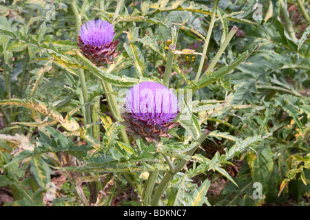 L'artichaut, Cynara scolymus. Banque D'Images