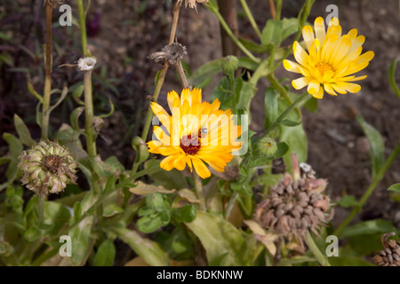 Coccinelle sur une fleur marguerite jaune Banque D'Images