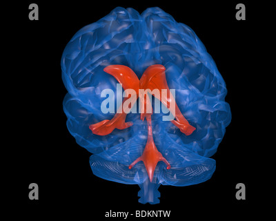 Modèle graphique de l'ordinateur du cerveau humain avec l'emplacement de l'du liquide céphalo-rachidien dans le cerveau du système ventriculaire Banque D'Images