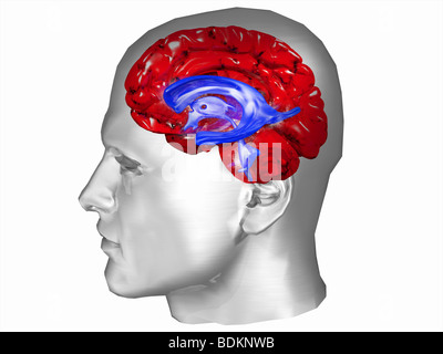 Cerveau et système ventriculaire dans une tête humaine Banque D'Images