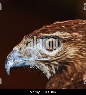 Buse à queue rousse (Buteo jamaicensis), près de son siège Banque D'Images