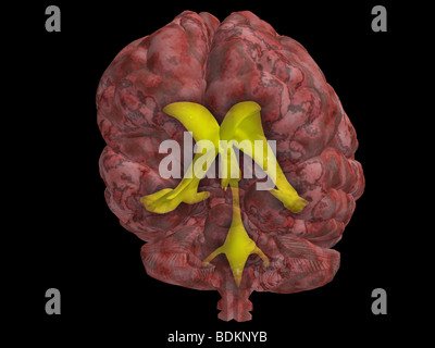 Modèle graphique de l'ordinateur du cerveau humain avec l'emplacement de l'du liquide céphalo-rachidien dans le cerveau du système ventriculaire Banque D'Images