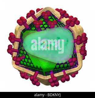 Illustration de la structure des virus de l'immunodéficience humaine (VIH) Banque D'Images