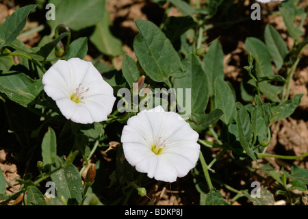 Le liseron des champs de fleurs (Convolvulus arvensis), France Banque D'Images