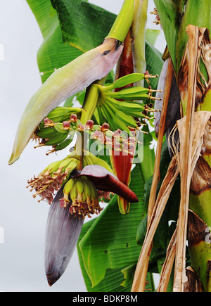 Avec son immense bananier fleurs et fruits en développement Banque D'Images