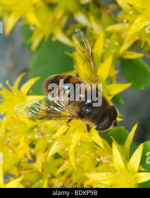 Drone fly, imitent l'abeille, en tenant un nectar de fleur sedum. Eristalis tenax. Famille Syrphidae Banque D'Images