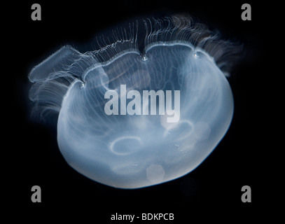 Lune, méduses Aurelia aurita, également connu sous le nom de moon jelly, méduses, communs et soucoupe de paraffine. Banque D'Images
