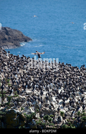 Guillemot ; Uria aalge ; colonie sur elegug ; piles, pembrokeshire Banque D'Images