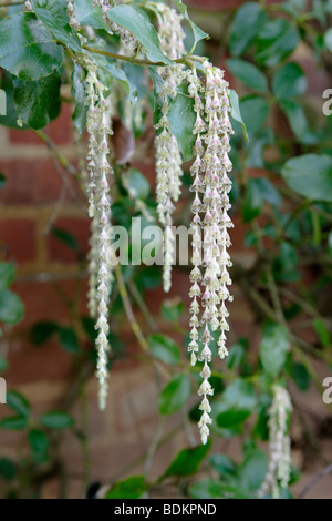 Tassel soie Garrya elliptica (bush) en fleur, England, UK Banque D'Images