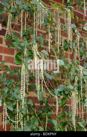 Tassel soie Garrya elliptica (bush) en fleur, England, UK Banque D'Images