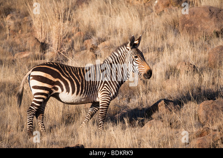 Zèbre de montagne du cap, Equus zebra zebra, Mountain Zebra National Park, de l'Est, Le Cap, Afrique du Sud Banque D'Images