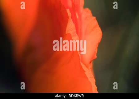 Pétales de coquelicot rouge gros plan abstrait Banque D'Images