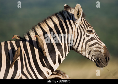 Le zèbre de Burchell, Equus burchelli, avec redbilled, Buphagus erythrorhynchus oxpeckers, Hluhluwe Umfolozi Park, Afrique du Sud Banque D'Images
