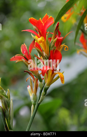 Indian Shot, Canna indica, Cannaceae, Brésil, Amérique du Sud et Caraïbes Banque D'Images