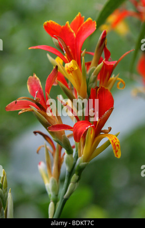 Indian Shot, Canna indica, Cannaceae, Brésil, Amérique du Sud et Caraïbes Banque D'Images