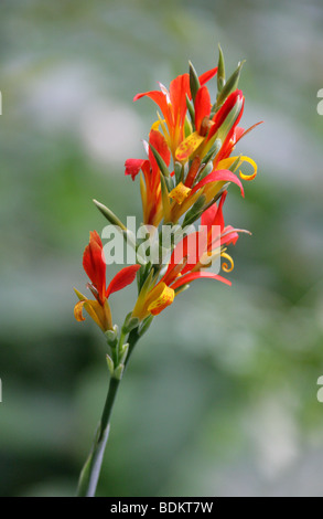 Indian Shot, Canna indica, Cannaceae, Brésil, Amérique du Sud et Caraïbes Banque D'Images