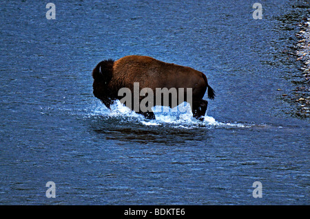 Un bison traversant une rivière dans la vallée de Lamar dans le parc national de Yellowstone Banque D'Images