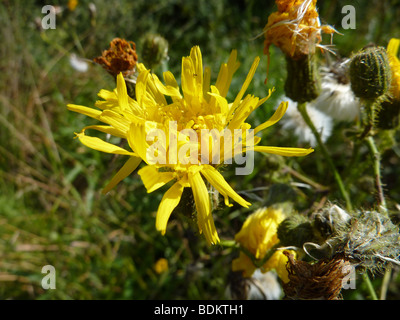 Le laiteron des champs, Sonchus arvensis, Asteraceae Banque D'Images