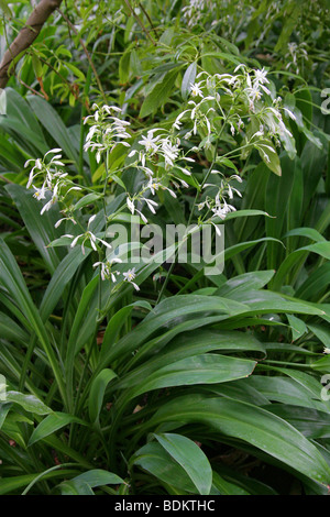 Rengarenga, Renga Lily, Nouvelle-Zélande, ou Maikaika Rock Lily, Arthropodium cirrhatum, Asparagacées. Banque D'Images