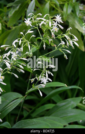 Rengarenga, Renga Lily, Nouvelle-Zélande, ou Maikaika Rock Lily, Arthropodium cirrhatum, Asparagacées. Banque D'Images