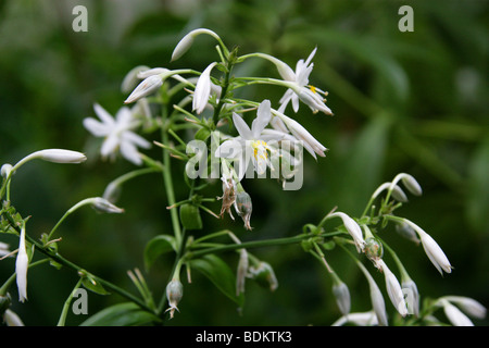 Rengarenga, Renga Lily, Nouvelle-Zélande, ou Maikaika Rock Lily, Arthropodium cirrhatum, Asparagacées. Banque D'Images