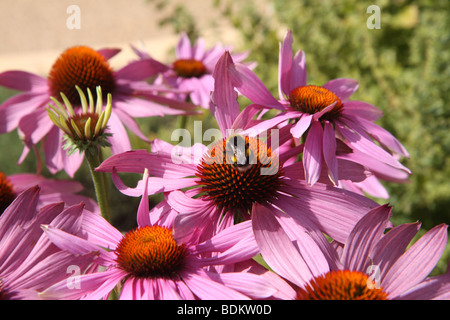 Un Bourdon venant butiner une fleur marguerite rose en été d'après-midi. Banque D'Images