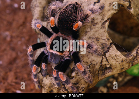 Jeune mexicaine genou tarantula rouge sur le crâne des animaux Banque D'Images