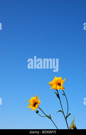 Fleurs jaunes sur fond de ciel bleu Banque D'Images