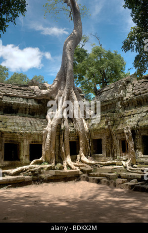 Ta Prohm Temple, Siem Reap, Cambodge Banque D'Images