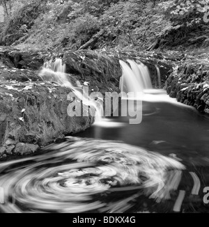 Feuilles grandes feuilles d'érable tourbillonnant en North Fork Silver Creek. Silver Falls State Park, Oregon. Banque D'Images