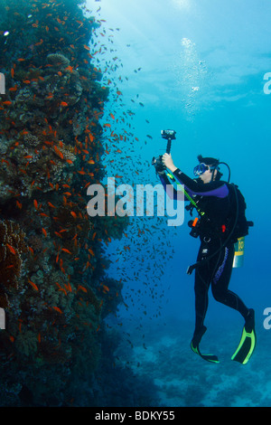 Plongeur femelle-photographe à prendre des photos de la barrière de corail mur recouvert avec poissons rouges. Banque D'Images