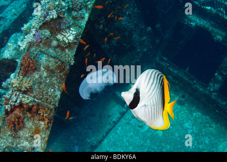 Un papillon sur l'alimentation des poissons Threadfin d'une jelly fish, avec red fairy basslets et une épave dans l'arrière-plan. Banque D'Images