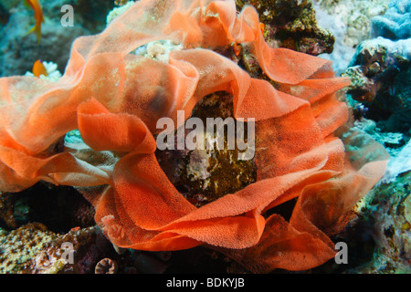 Une photo de la danseuse espagnole oeufs nudibranch connectés ensemble par le mucus en rouge-orange voile attaché à la barrière de corail. Banque D'Images