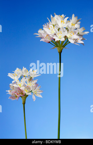 Fleurs de l'ail rose, Allium roseum, Alicante. Espagne Banque D'Images