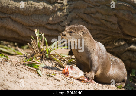 North American River Otter Lontra canadensis se nourrir de poissons sur une rive du fleuve. Banque D'Images