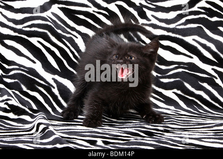 Chaton noir - sifflement Banque D'Images
